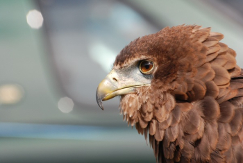 Brown Feather Short Beak Bird Brown Feather Short Beak Bird