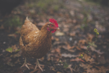 Brown Feathered Hen Brown Feathered Hen