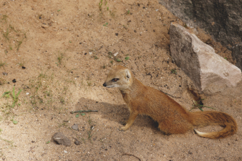 Brown Ferret on Brown Sand Brown Ferret on Brown Sand
