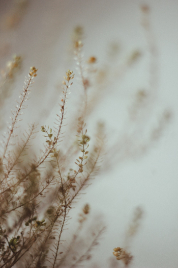 Brown Flower Plant Brown Flower Plant