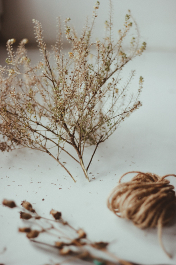 Brown Flower Plant Brown Flower Plant