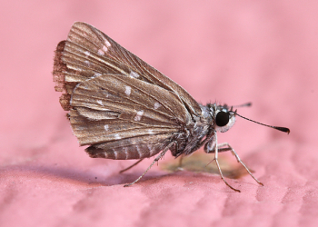 Brown Fly Mouth Brown Fly Mouth