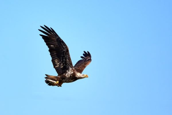 brown flying bird photography brown flying bird photography