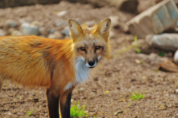 Brown Fox Brown Fox