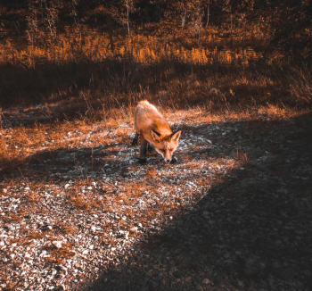 Brown Fox Brown Fox