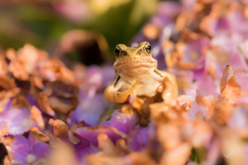 Brown Frog Brown Frog