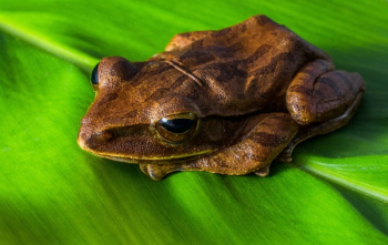 Brown Frog Brown Frog