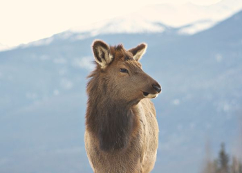brown fur animal standing on mountain brown fur animal standing on mountain