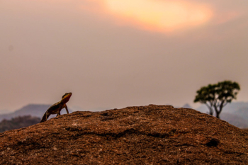 Brown Gecko in Brown Soil