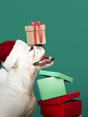 Brown Gift Box on White Bull Dog's Head Brown Gift Box on White Bull Dog's Head