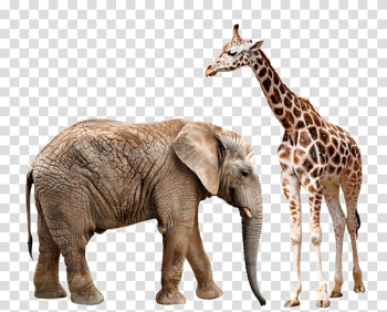 Brown giraffe and grey elephant, Asian elephant Giraffe African elephant Rhinoceros, Giraffes and elephants transparent background PNG clipart