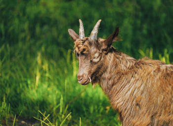Brown Goat Brown Goat