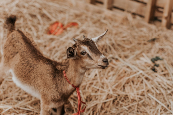 Brown Goat Brown Goat