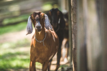 Brown Goat Brown Goat