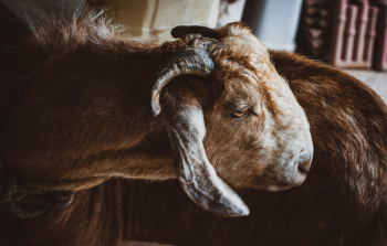 Brown Goat Brown Goat