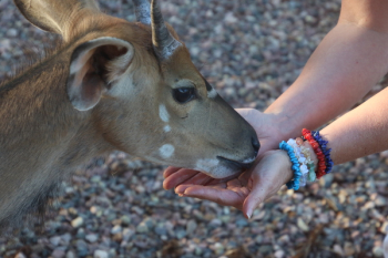 Brown Goat Brown Goat