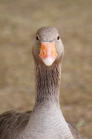 Brown Goose Brown Goose