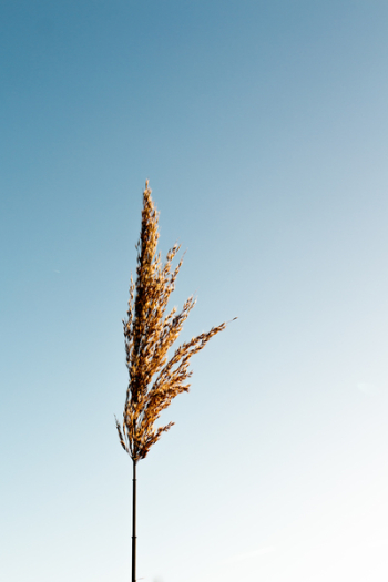 Brown Grain Plant Brown Grain Plant