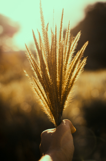 Brown Grass Brown Grass