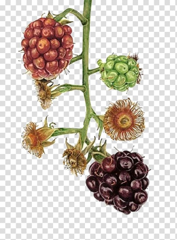 Brown, green, and purple berries illustration, Blackberry Watercolor painting Art Illustration, Blackberry Fruit transparent background PNG clipart