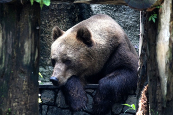 Brown Grizzly Bear on Black Metal Fence