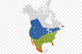 Brown-headed cowbird Brood parasite Eastern phoebe United States of America - bird 