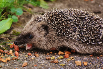 Brown Hedgehog Brown Hedgehog