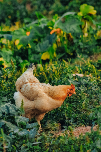 Brown Hen Brown Hen
