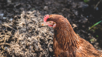 Brown Hen on Ground Brown Hen on Ground