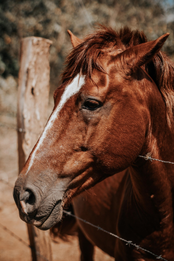 Brown Horse Brown Horse