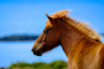 Brown Horse Brown Horse