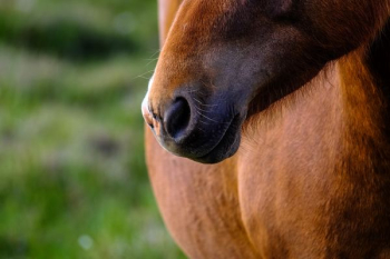 brown horse brown horse