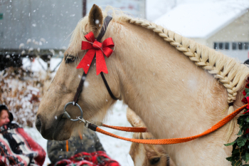 Brown Horse Brown Horse