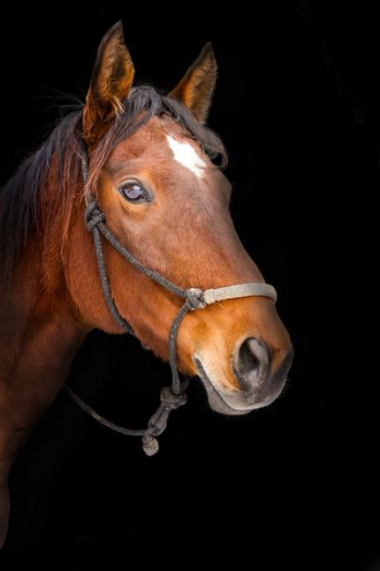 brown horse brown horse