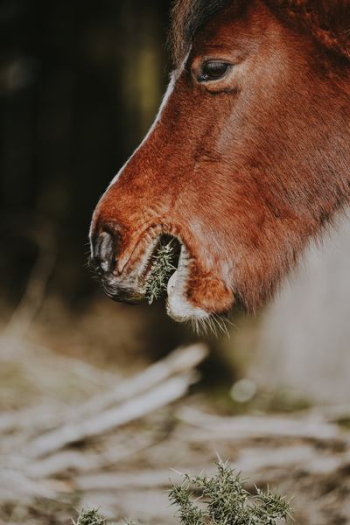brown horse brown horse