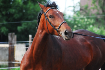 Brown Horse Brown Horse
