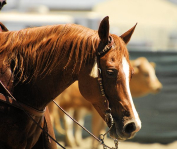 Brown Horse Brown Horse