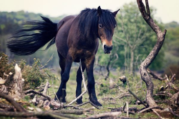 brown horse brown horse