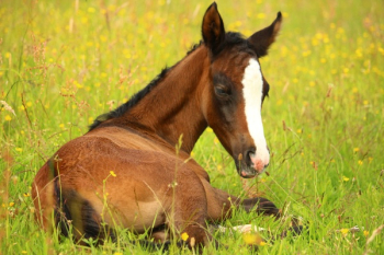 Brown Horse Brown Horse