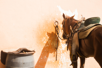 Brown Horse Brown Horse