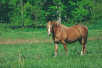 brown horse brown horse