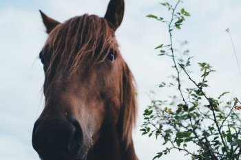 brown horse brown horse