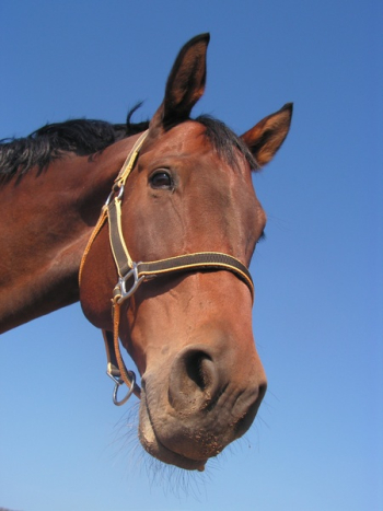 Brown Horse Brown Horse