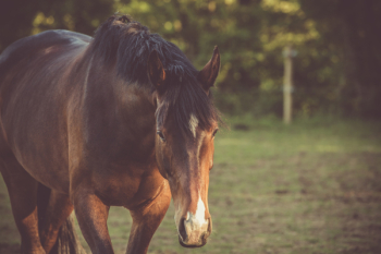 Brown Horse Brown Horse