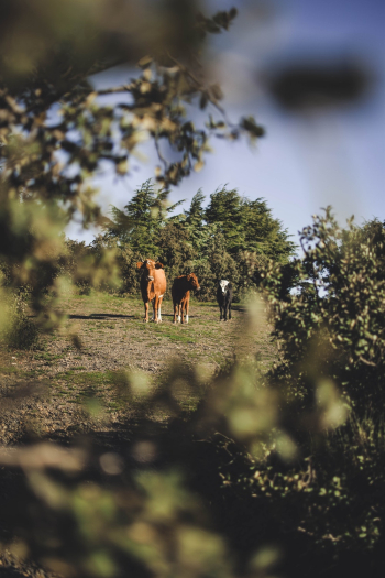Brown Horse Brown Horse
