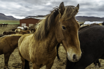 Brown Horse Brown Horse