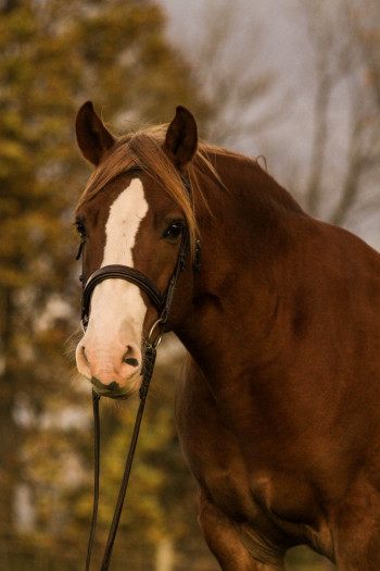 Brown Horse Brown Horse