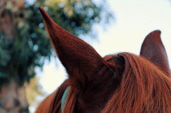 Brown Horse Brown Horse