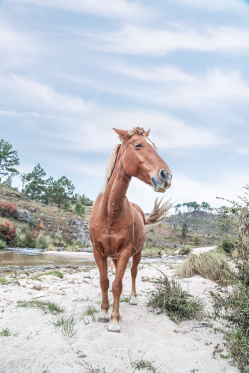 Brown Horse Brown Horse