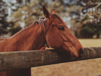 Brown Horse Brown Horse